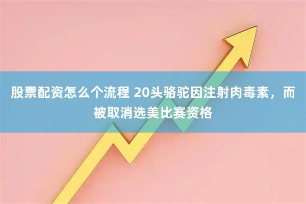 股票配资怎么个流程 20头骆驼因注射肉毒素，而被取消选美比赛资格